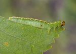 Arge dimidiata